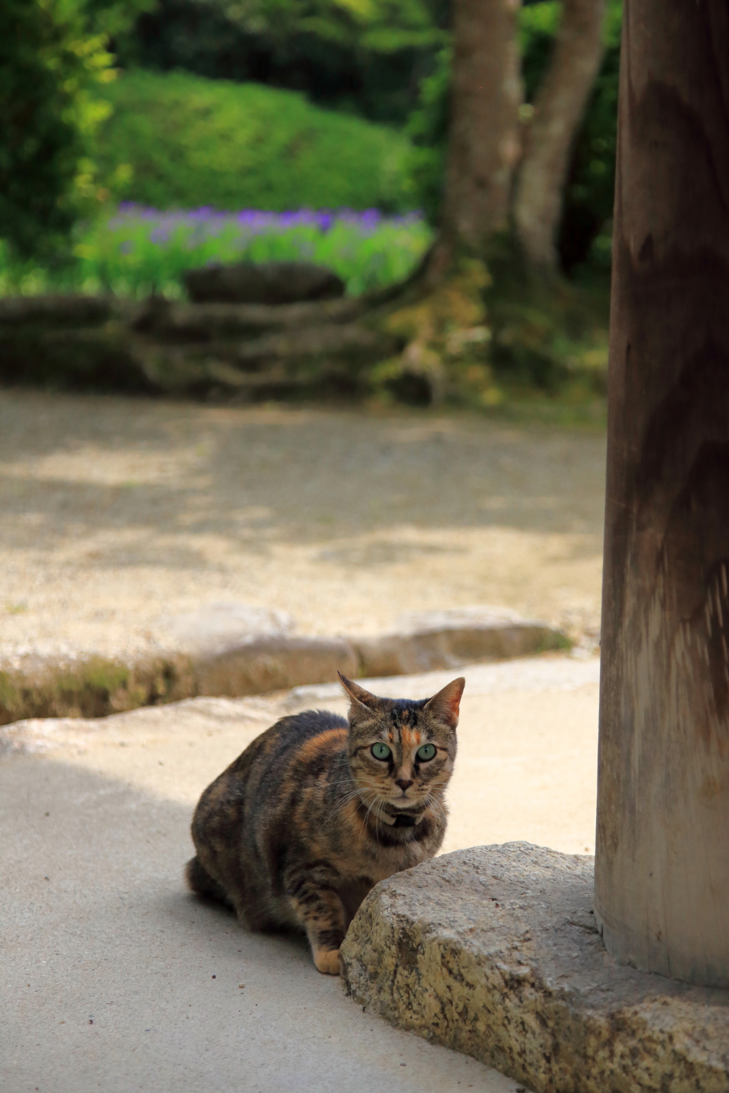 長岳寺 花と猫に和む寺 ゆかし日本 猫めぐり 1 Web太陽 Webtaiyo