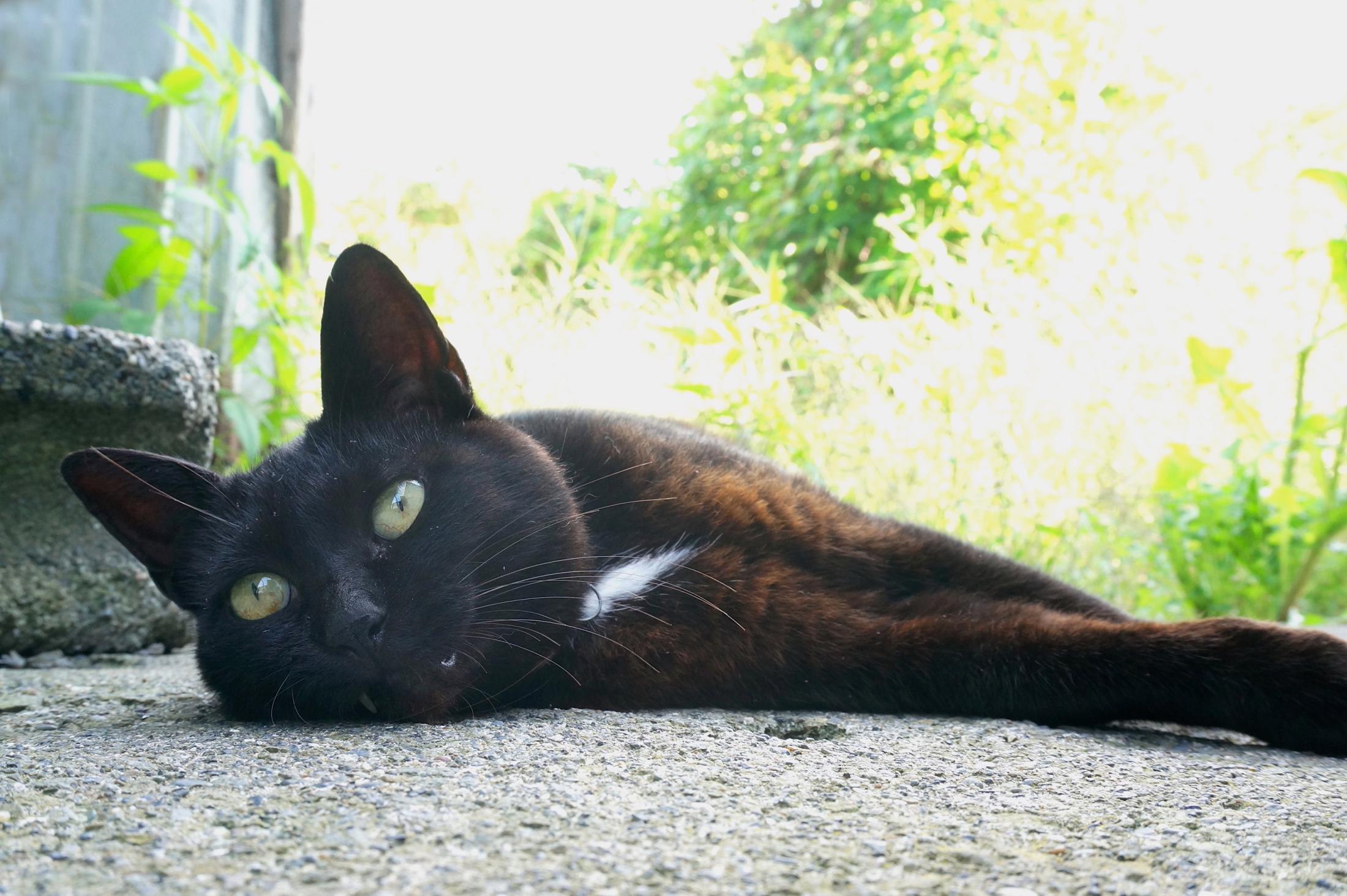 ありのまま 良寛 ゆかし日本 猫めぐり 2 Web太陽 Webtaiyo