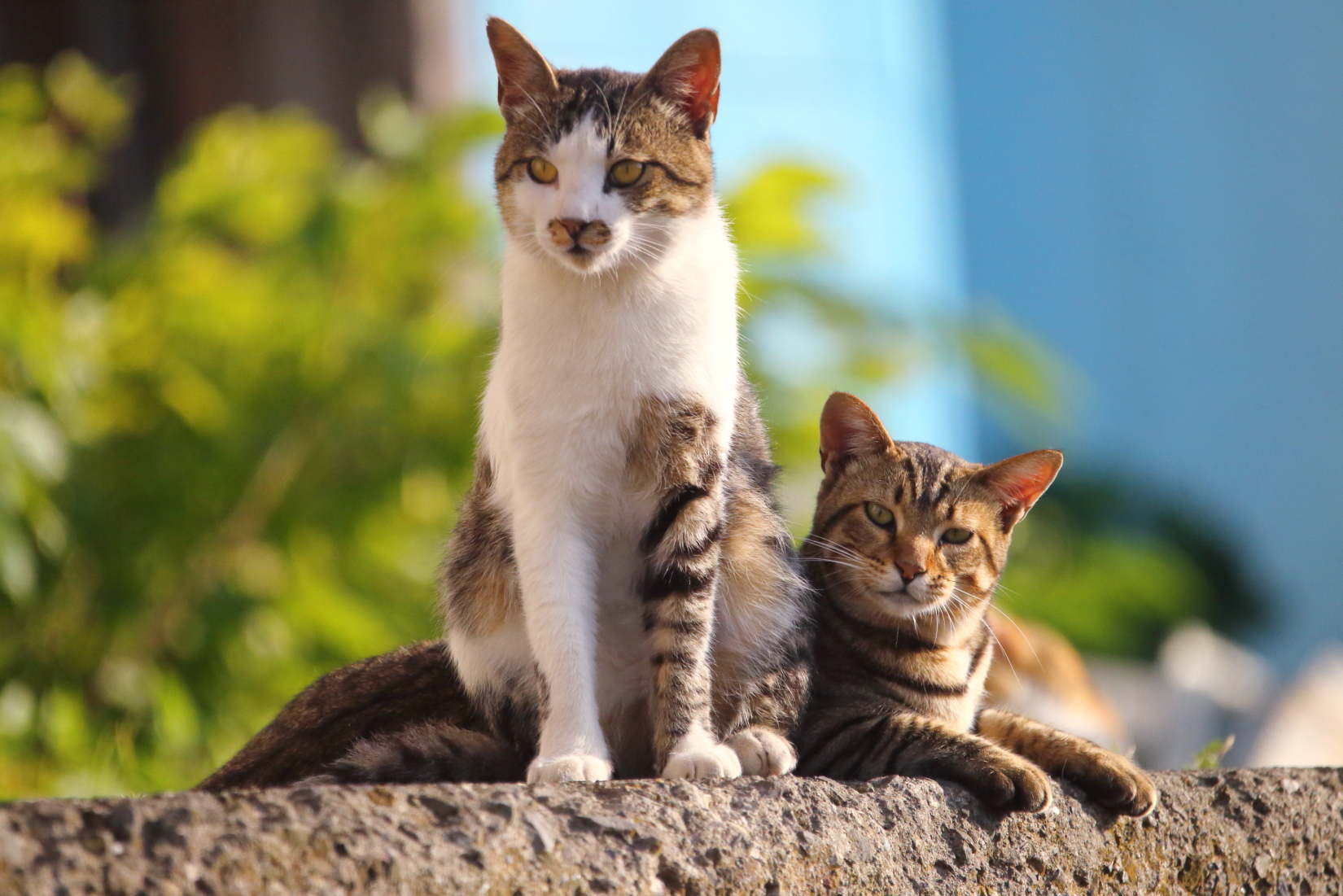 酒は知己に逢って呑む 仙厓 ゆかし日本 猫めぐり 4 Web太陽 Webtaiyo