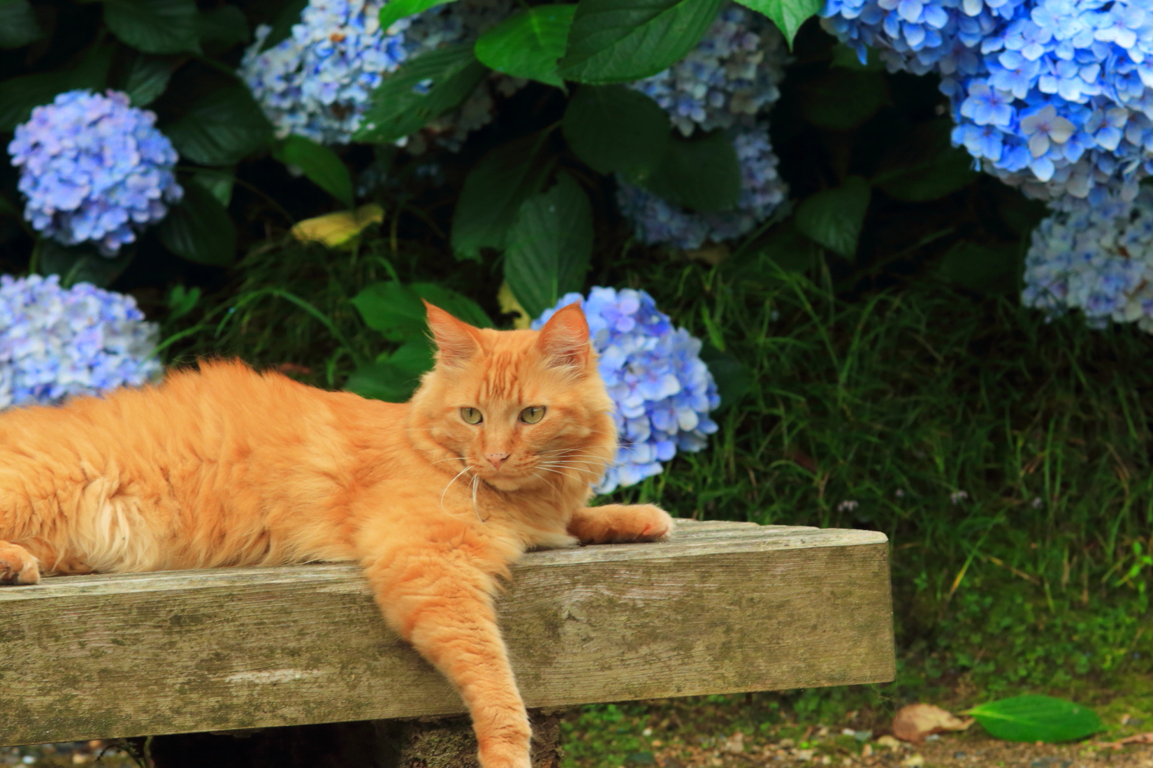矢田寺 一期一会の出会い ゆかし日本 猫めぐり 3 Web太陽 Webtaiyo