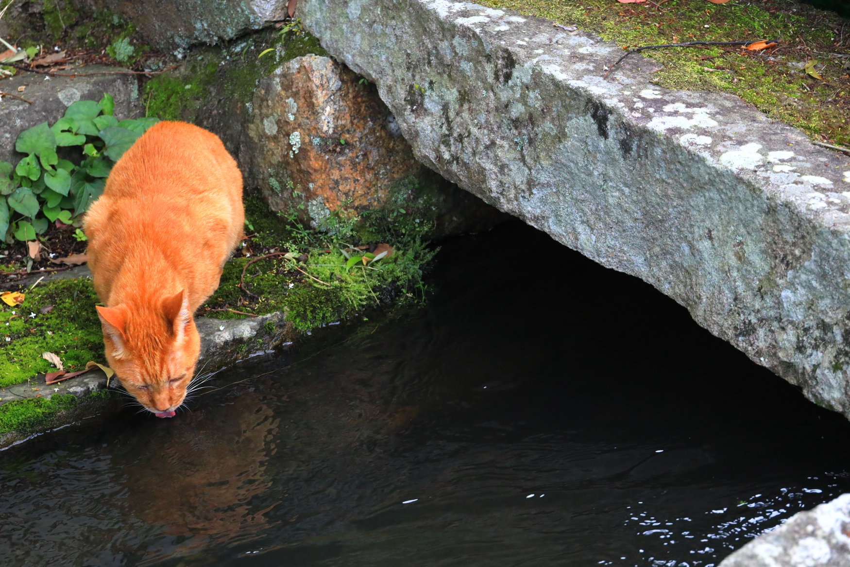 元伊勢の猫 神戸神社 ゆかし日本 猫めぐり 7 Web太陽 Webtaiyo