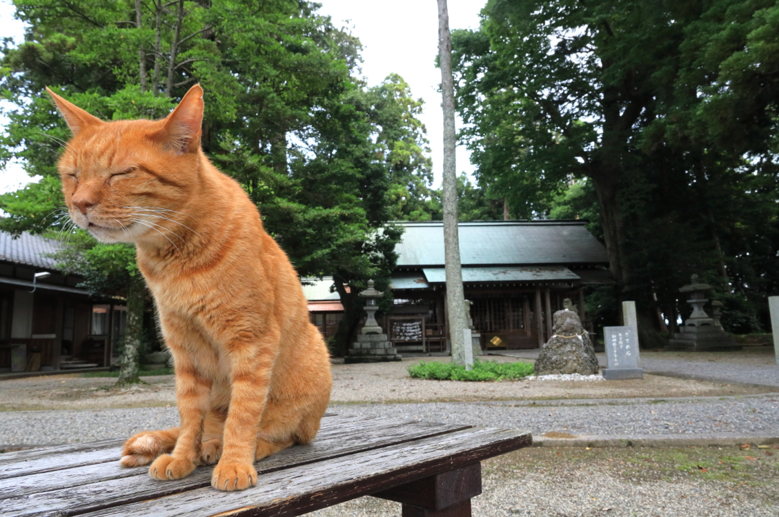 ありのまま 良寛 ゆかし日本 猫めぐり 2 Web太陽 Webtaiyo