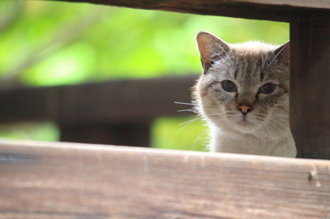 猫と人が交わる場所 革堂行願寺 ゆかし日本 猫めぐり 9 Web太陽 Webtaiyo