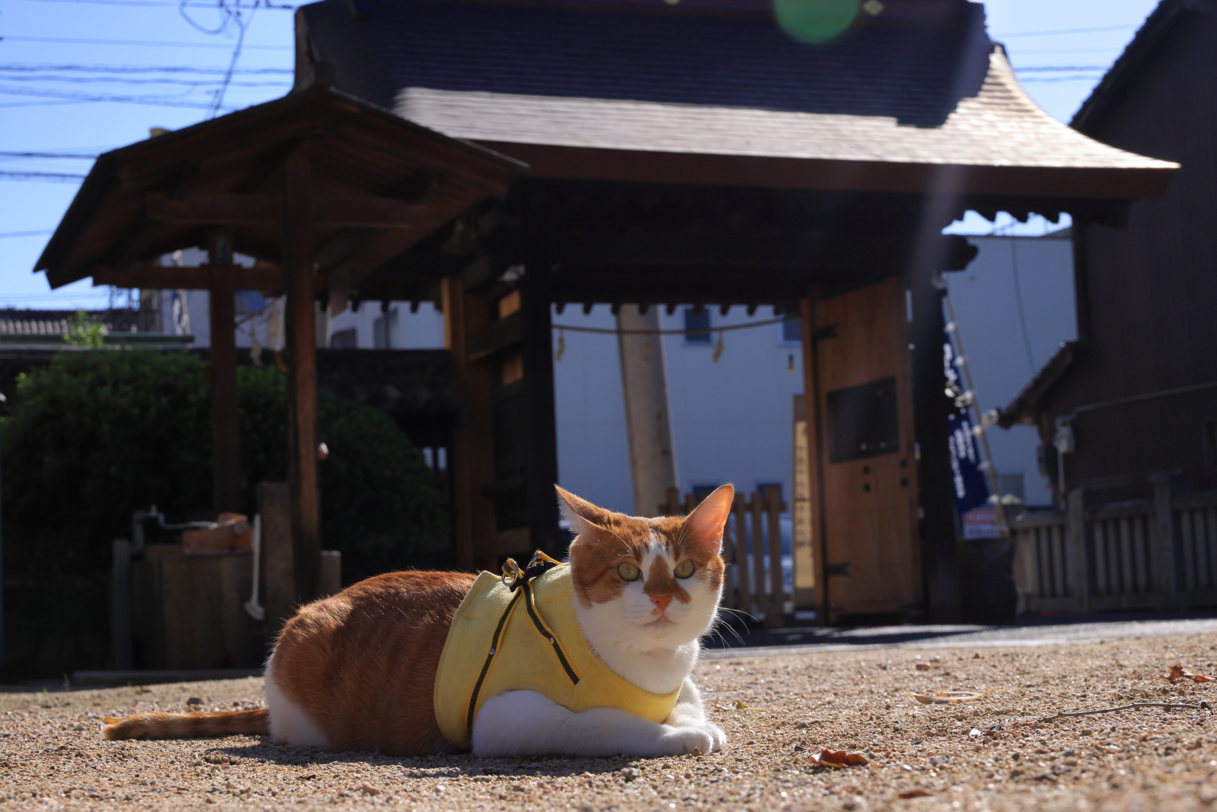 中山式 マジコスポルト 姿勢サポーター・コア 猫背矯正ベルト 子供用 キッズ ゲーム 勉強 スポーツ 姿勢 猫背 背筋 抗菌 防臭 調節可能 日本製  magicosport : 中山式オンラインショップ - 通販 - Yahoo!ショッピング YMGSCC(君を愛してる) 姿勢コレクター 背中の姿勢ブレース 鎖骨サポート 前かがみの猫背を停止 調節可能なバックトレーナー ユ